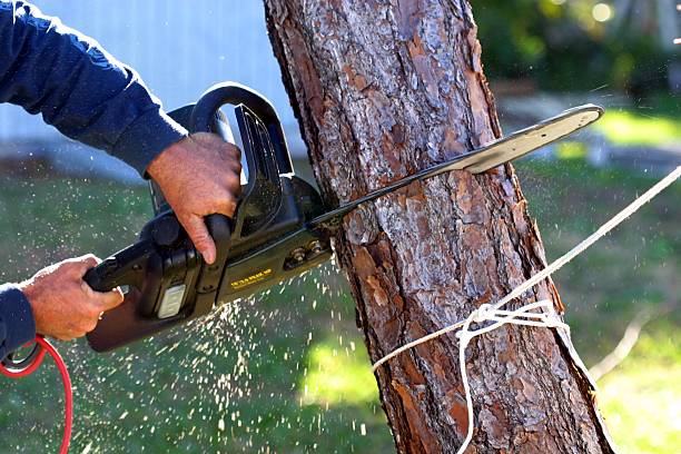 Best Tree Cabling and Bracing  in San Manuel, AZ