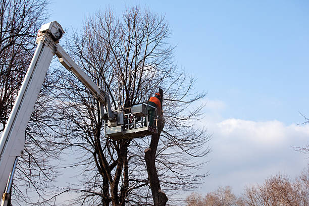 Best Emergency Tree Removal  in San Manuel, AZ